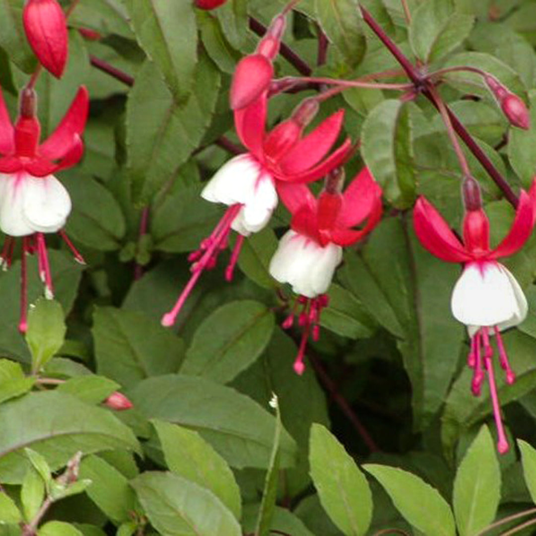 Fuchsia magellanica 'Santa Claus' Hardy Fuchsia, 1 Gallon Perennial