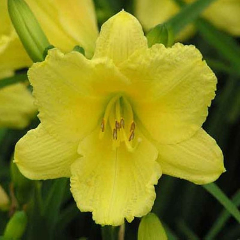 Hemerocallis 'Happy Returns' Daylily, 1 Gallon Perennial
