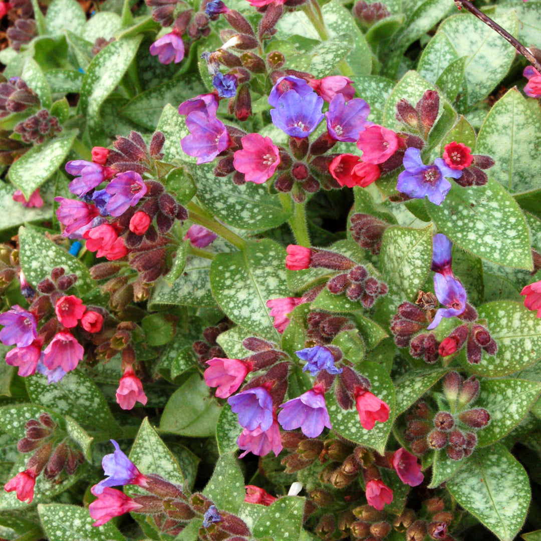 Pulmonaria 'Dark Vader' Pulmonaria, 1 Gallon Perennial
