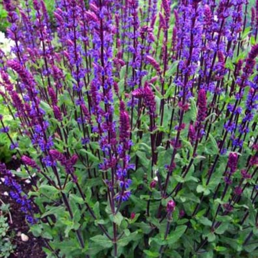 Salvia nemorosa 'Caradonna' Meadow Sage Salvia, 1 Gallon Perennial