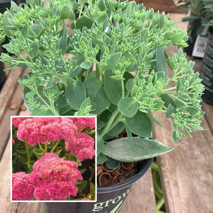 Hylotelephium spectabile 'Autumn Joy' Tall Sedum, 1 Gallon Perennial