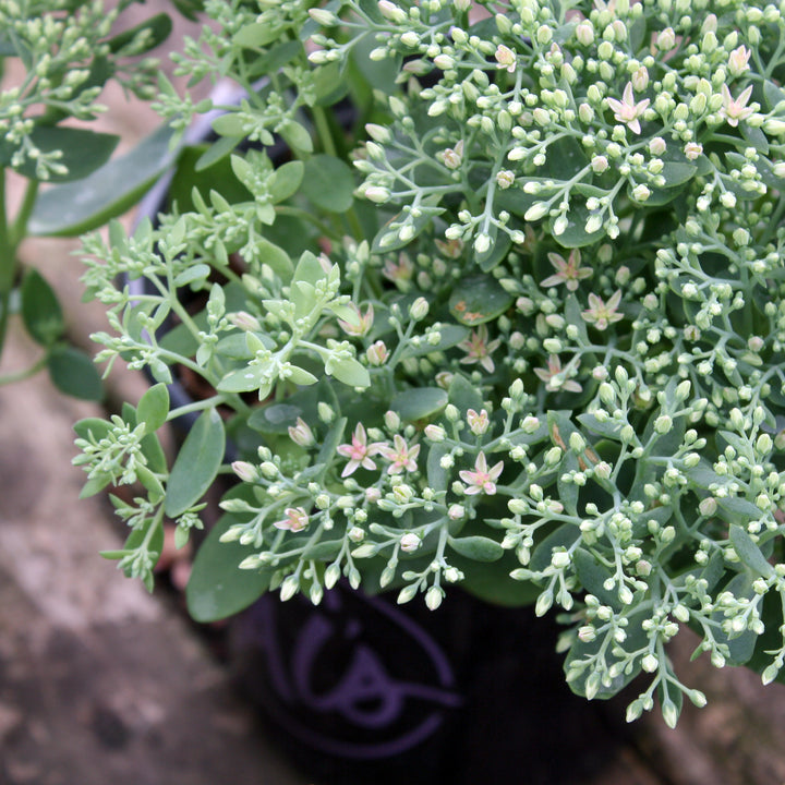 Hylotelephium spectabile 'Autumn Joy' Tall Sedum, 1 Gallon Perennial
