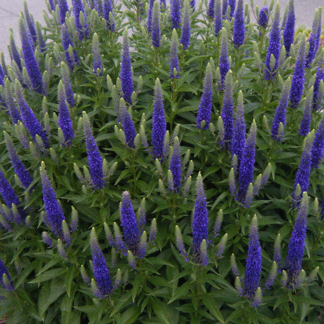 Veronica spicata 'Royal Candles' Veronica, 1 Gallon Perennial