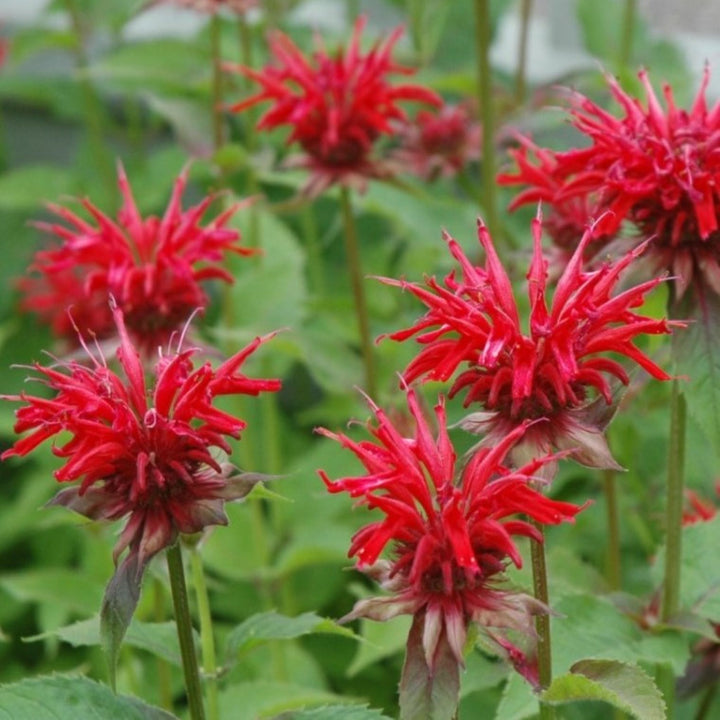 Monarda didyma 'Jacob Cline' Bee Balm, 2 Gallon Perennial