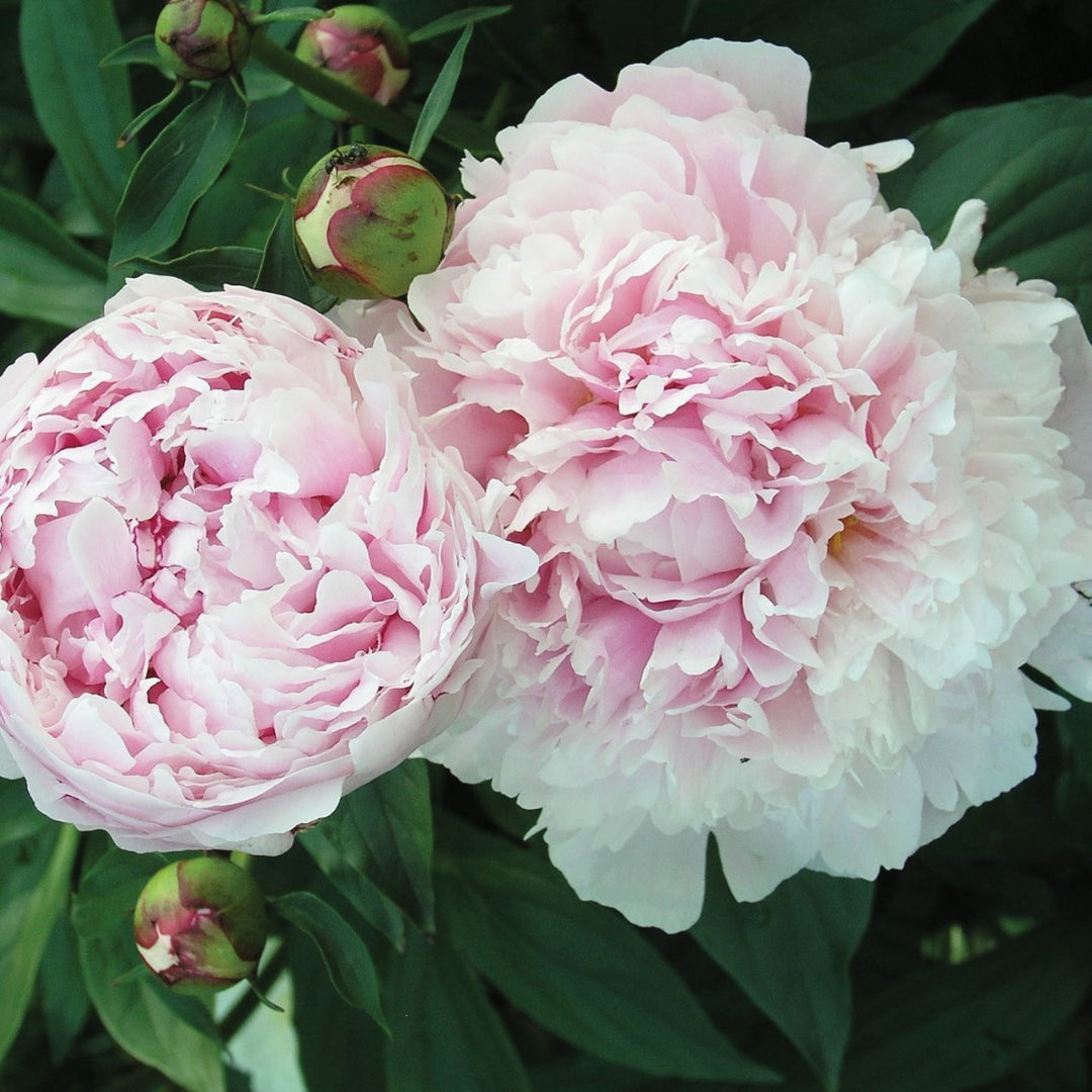 Paeonia lactiflora 'Shirley Temple' Peony, 2 Gallon Perennial