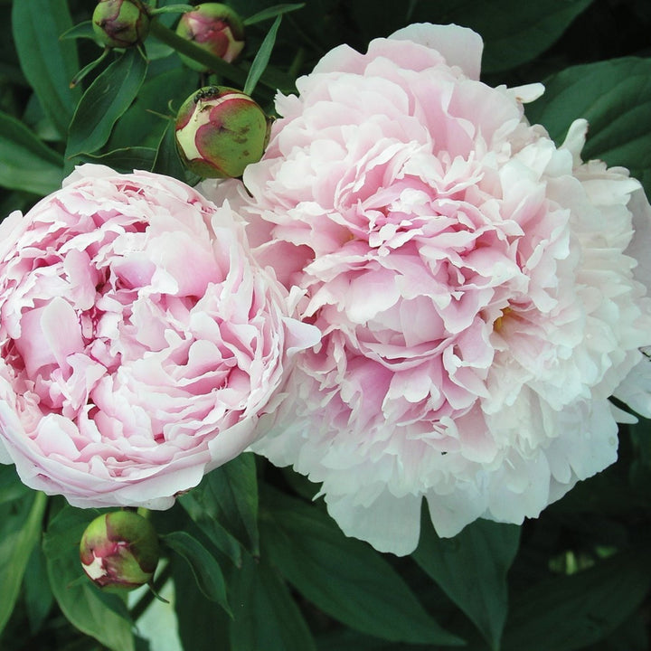 Paeonia lactiflora 'Shirley Temple' Peony, 2 Gallon Perennial