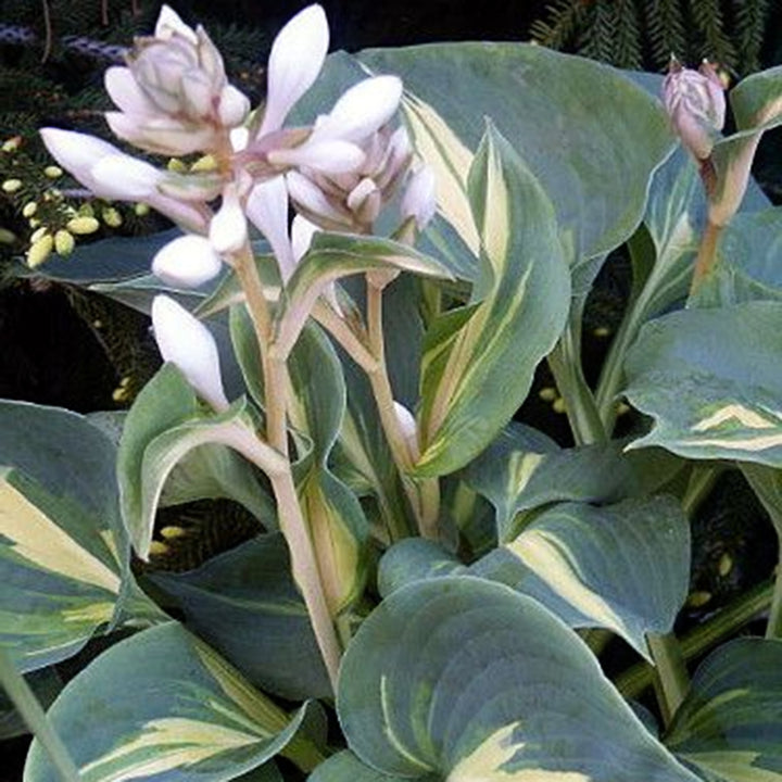 Hosta 'Dream Queen' Hosta, 1 Gallon Perennial
