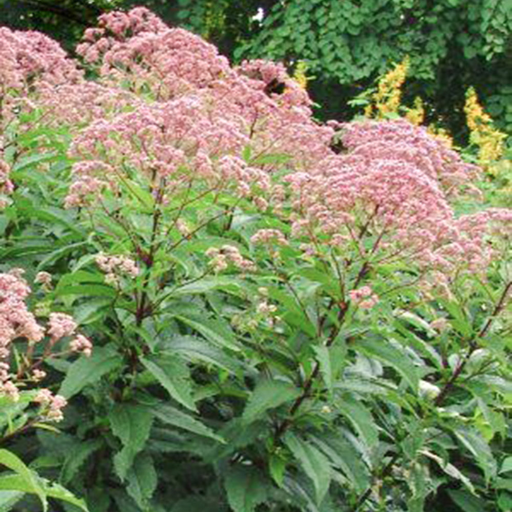 Eupatorium x 'Gateway' Joe-Pye Weed, 1 Gallon Perennial