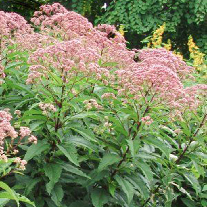 Eupatorium x 'Gateway' Joe-Pye Weed, 1 Gallon Perennial