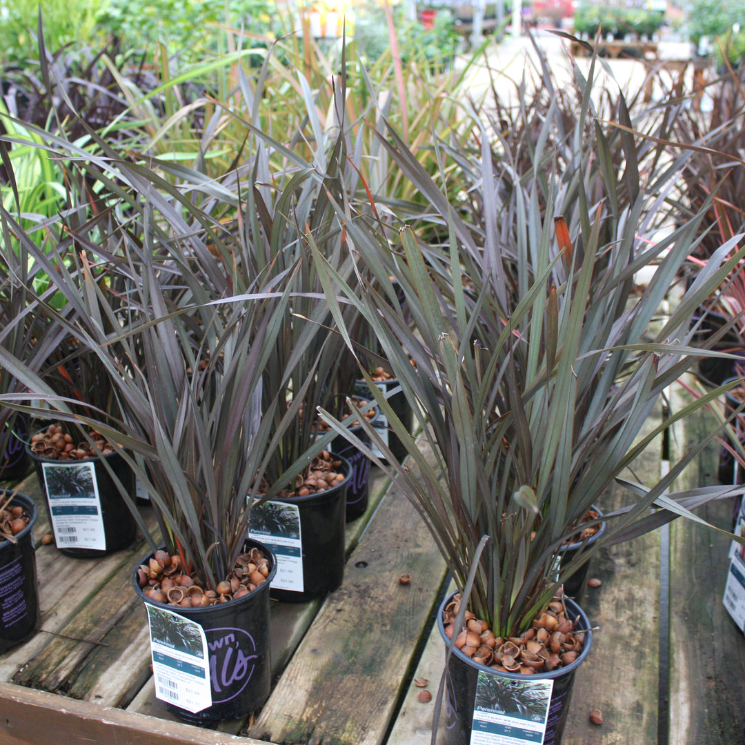 Phormium 'Platt's Black' New Zealand Flax, 1 Gallon Perennial