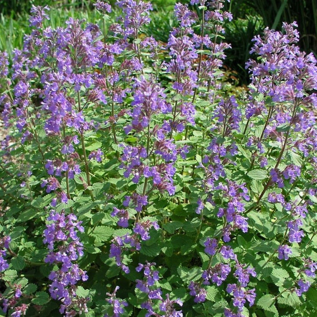 Nepeta racemosa 'Blue Wonder' Catmint, 1 Gallon Perennial
