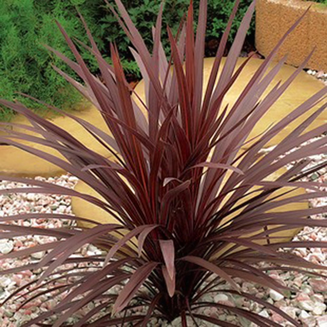 Cordyline australis 'Red Star' Cordyline, 1 Quart Perennial