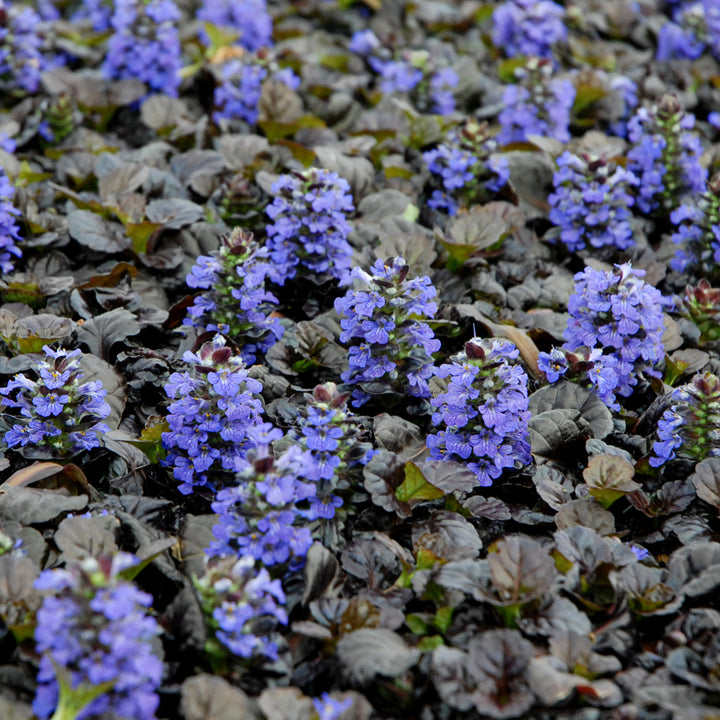 Ajuga reptans 'Black Scallop' PP15815 Ajuga, 1 Quart Perennial