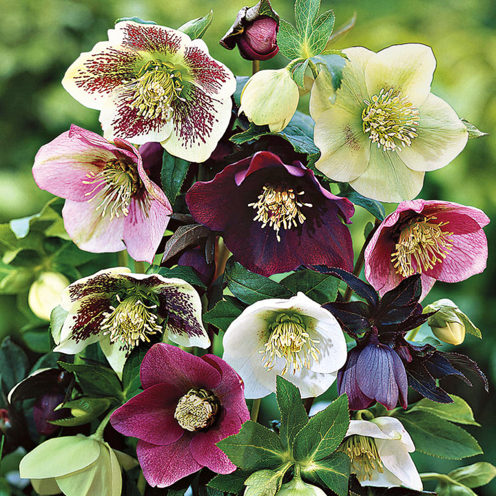 Helleborus x 'Royal Heritage' Hellebore, 1 Gallon Perennial