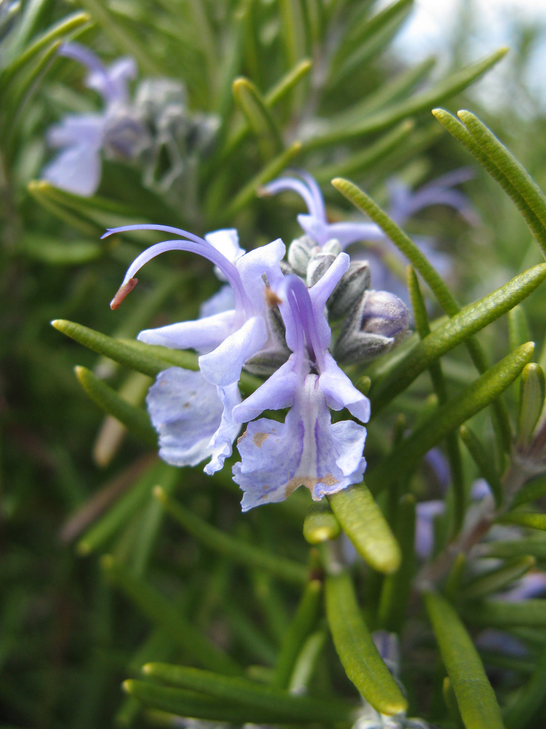 Salvia rosmarinus 'Tuscan Blue' Rosemary, 2 Gallon Perennial