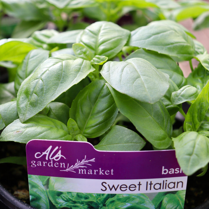 Ocimum basilicum 'Sweet Italian' Basil, 1 Gallon Annual