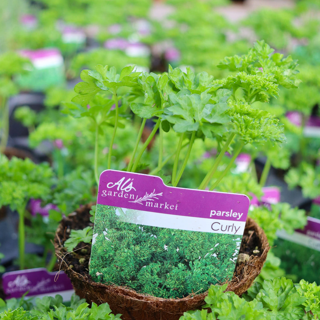 Petroselinum crispum 'Curly' Parsley, 4 Inch Annual