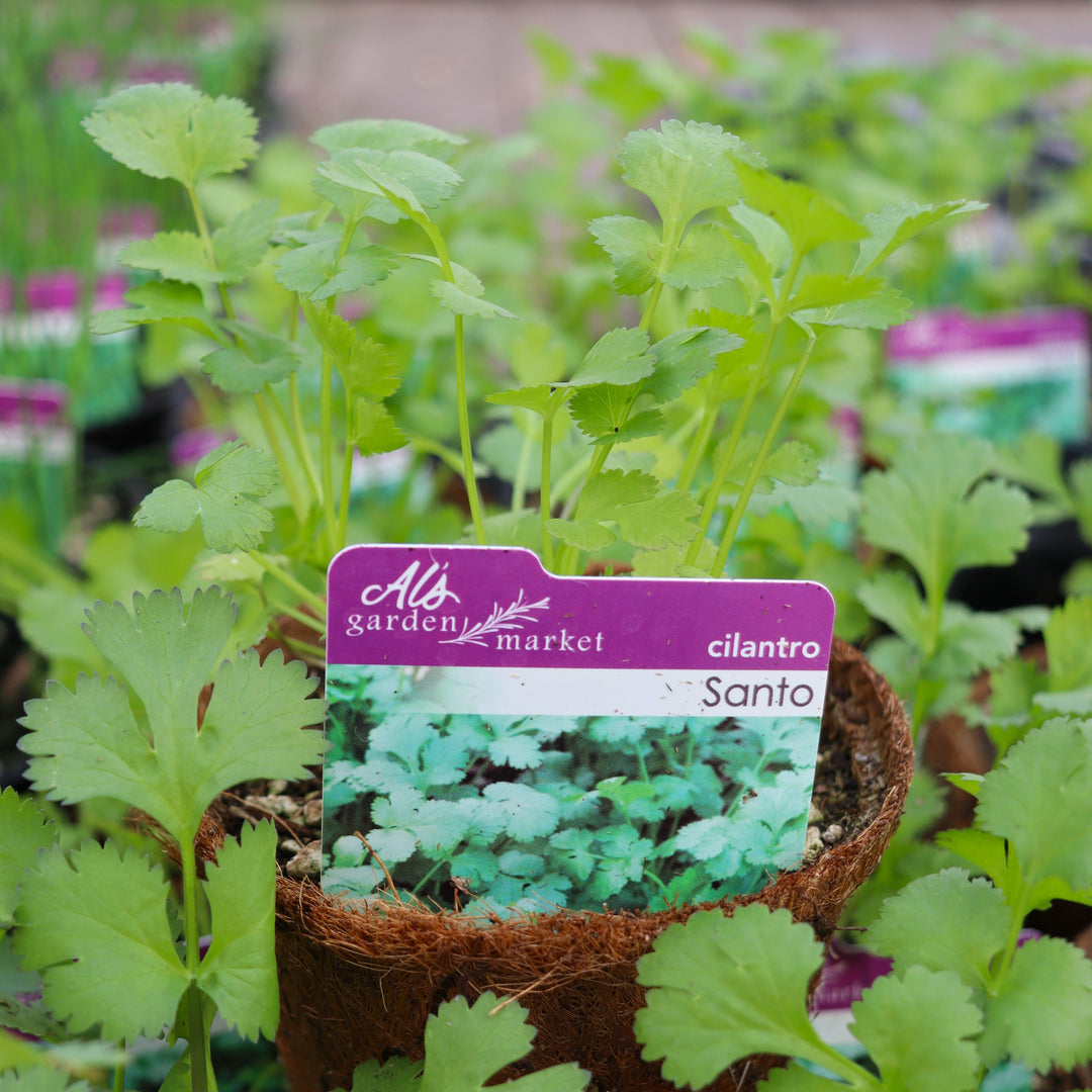 Coriandrum sativum, 'Santo' Cilantro, 4 Inch Annuals