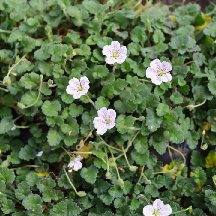 Erodium alba White Flowered Erodium, 4 Inch/Quart Perennial