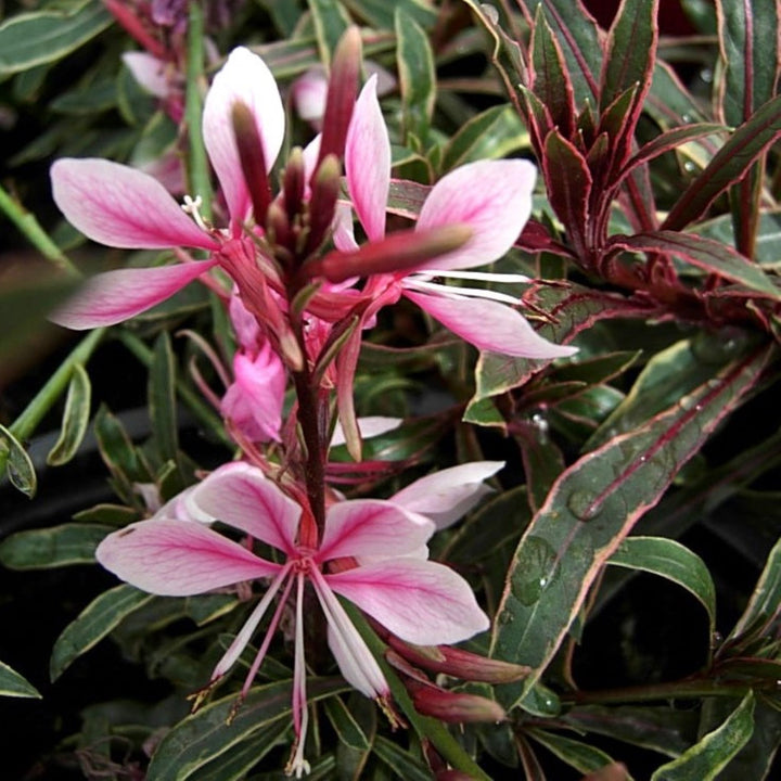 Gaura lindheimeri 'Passionate Rainbow' PP17002 Wand Flower, 2 Gallon Perennial
