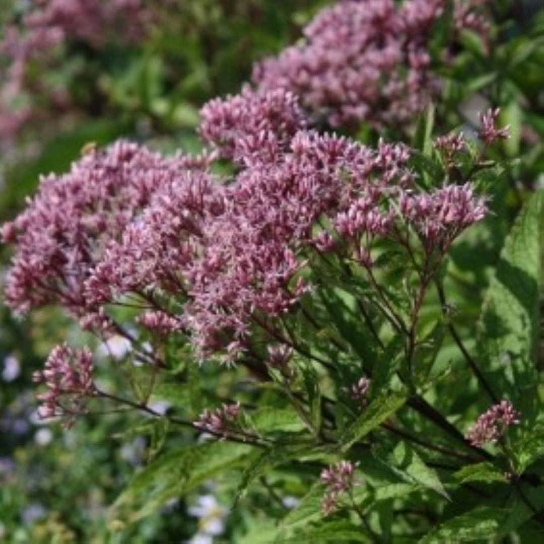 Eupatorium dubium 'Little Joe' PP16122 Joe-Pye Weed, 2 Gallon Perennial