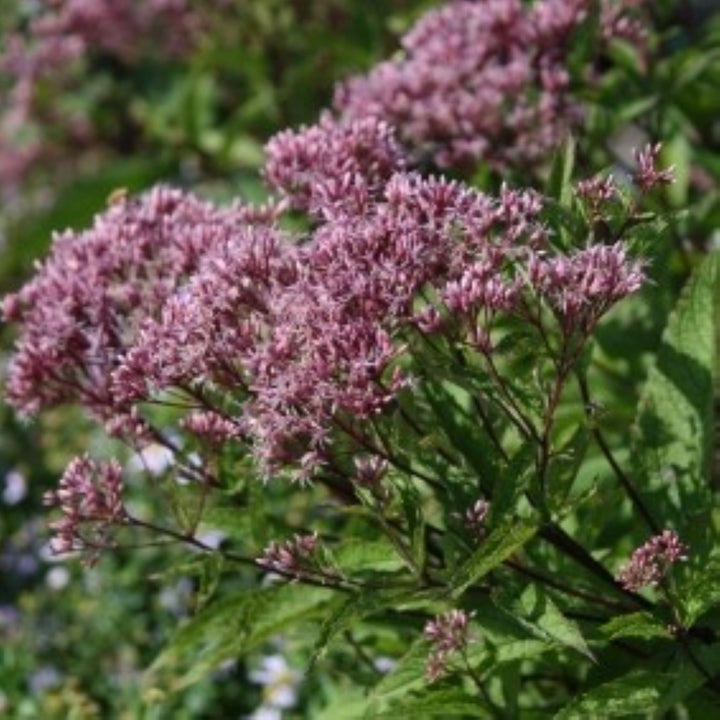 Eupatorium dubium 'Little Joe' PP16122 Joe-Pye Weed, 2 Gallon Perennial