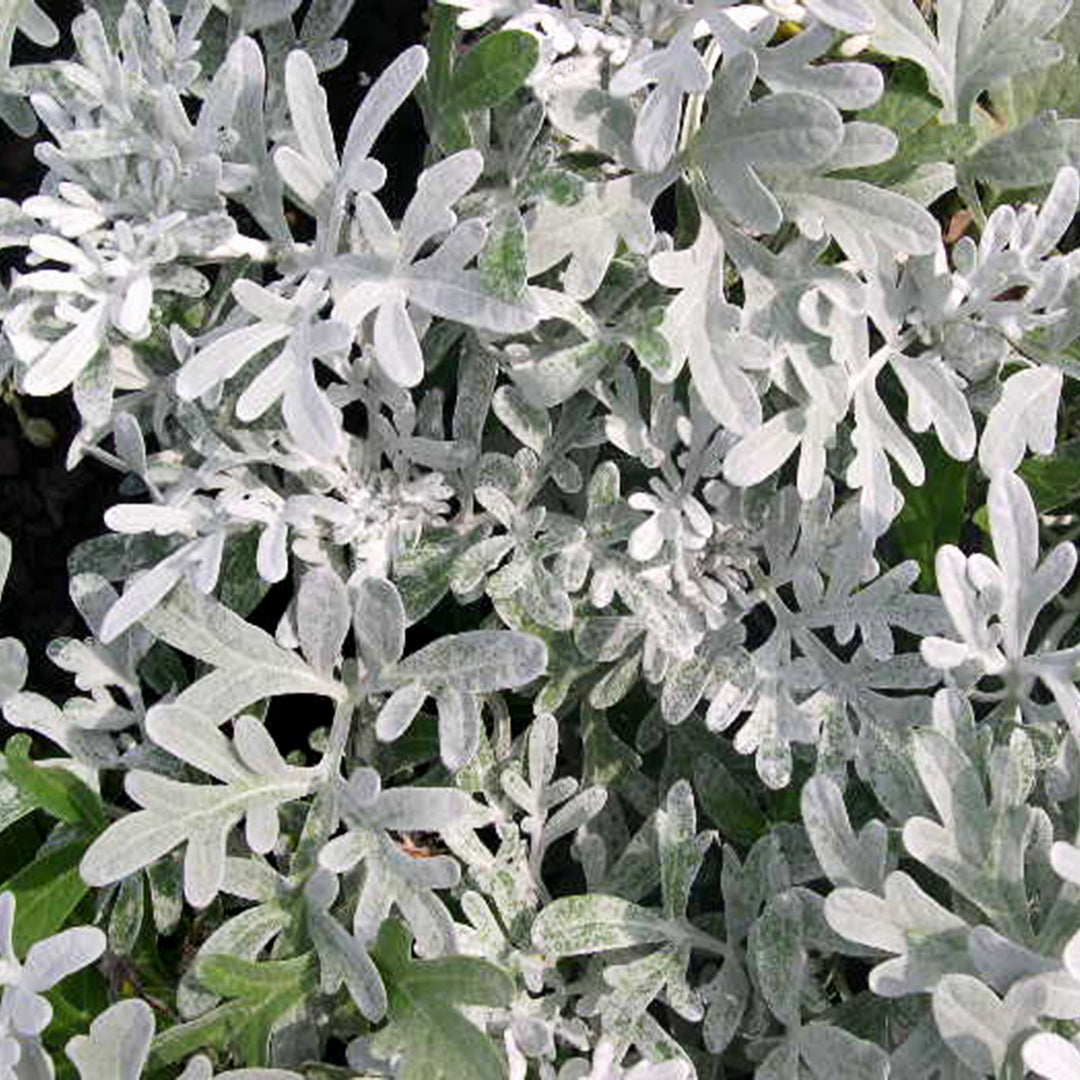 Artemisia stelleriana 'Silver Brocade' Artemisia, 1 Gallon Perennial