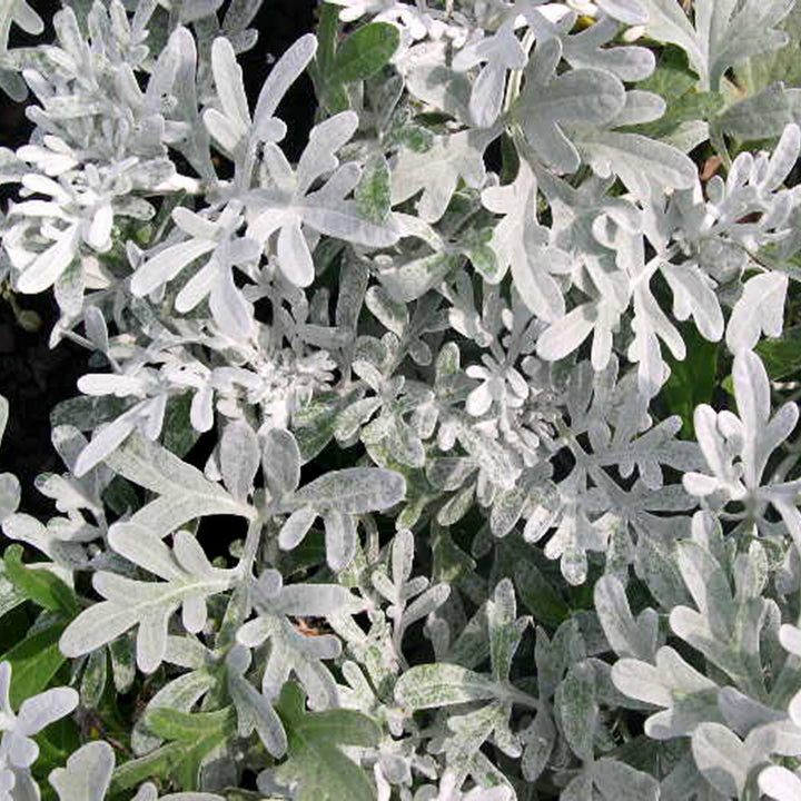 Artemisia stelleriana 'Silver Brocade' Artemisia, 1 Gallon Perennial