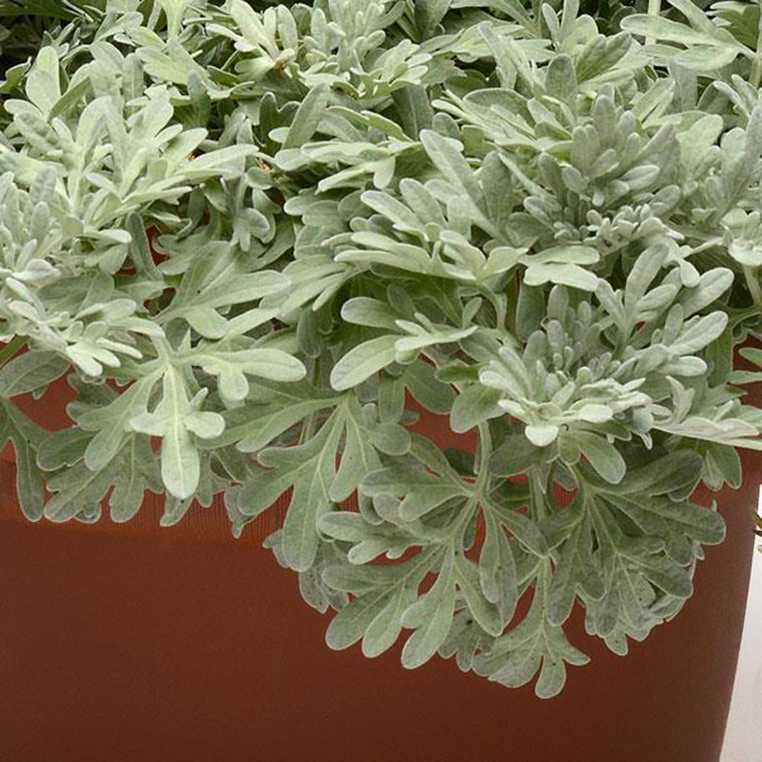 Artemisia stelleriana 'Silver Brocade' Artemisia, 1 Gallon Perennial