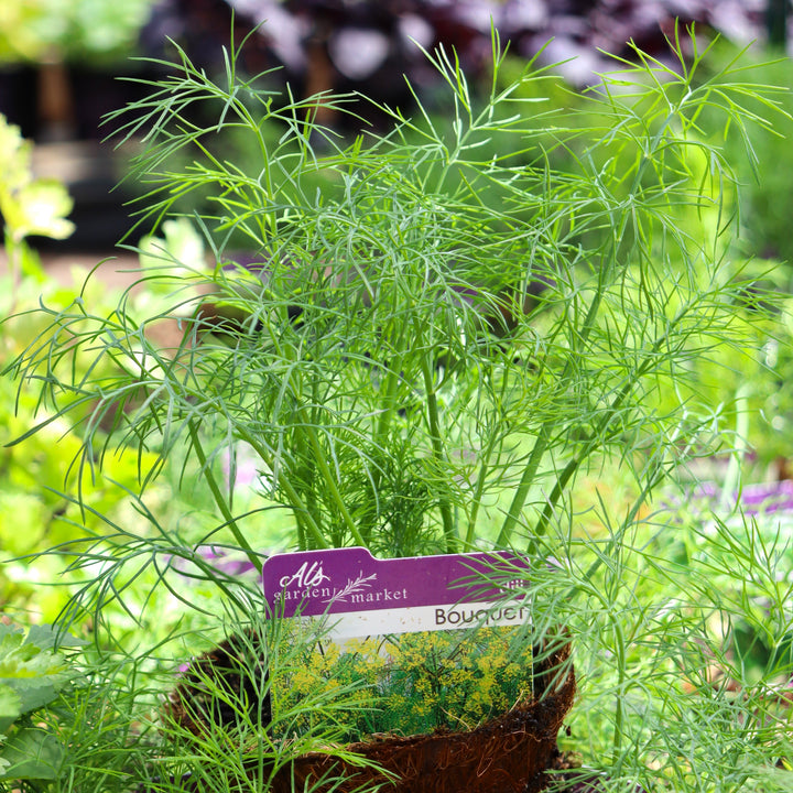 Anethum graveolens 'Bouquet' Dill, 4 Inch Annual