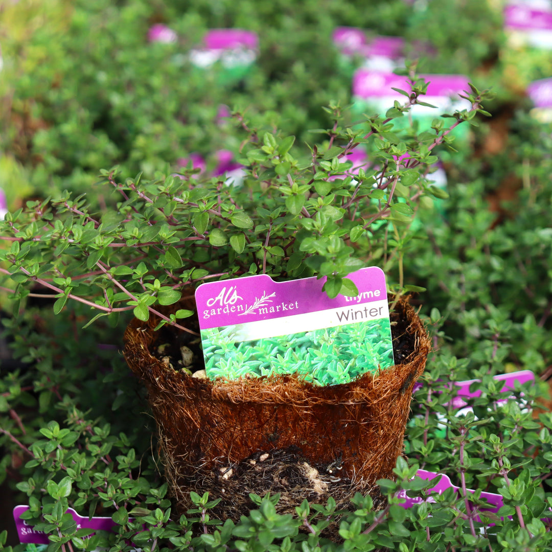 Thymus vulgaris 'Winter' Thyme, 4 Inch Annual