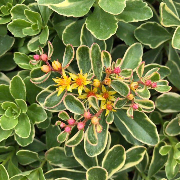 Sedum kamtschaticum 'Variegatum' Creeping Sedum, 1 Quart Perennial