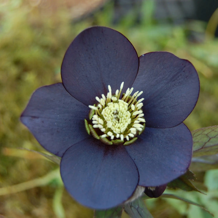 Helleborus 'Black Diamond' Winter Jewels® Black Diamond Hellebore, 1 Gallon Perennial