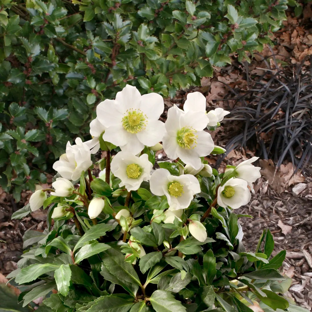 Helleborus niger 'HGC Jacob' PP17799 HGC® Jacob Hellebore, 1 Gallon Perennial