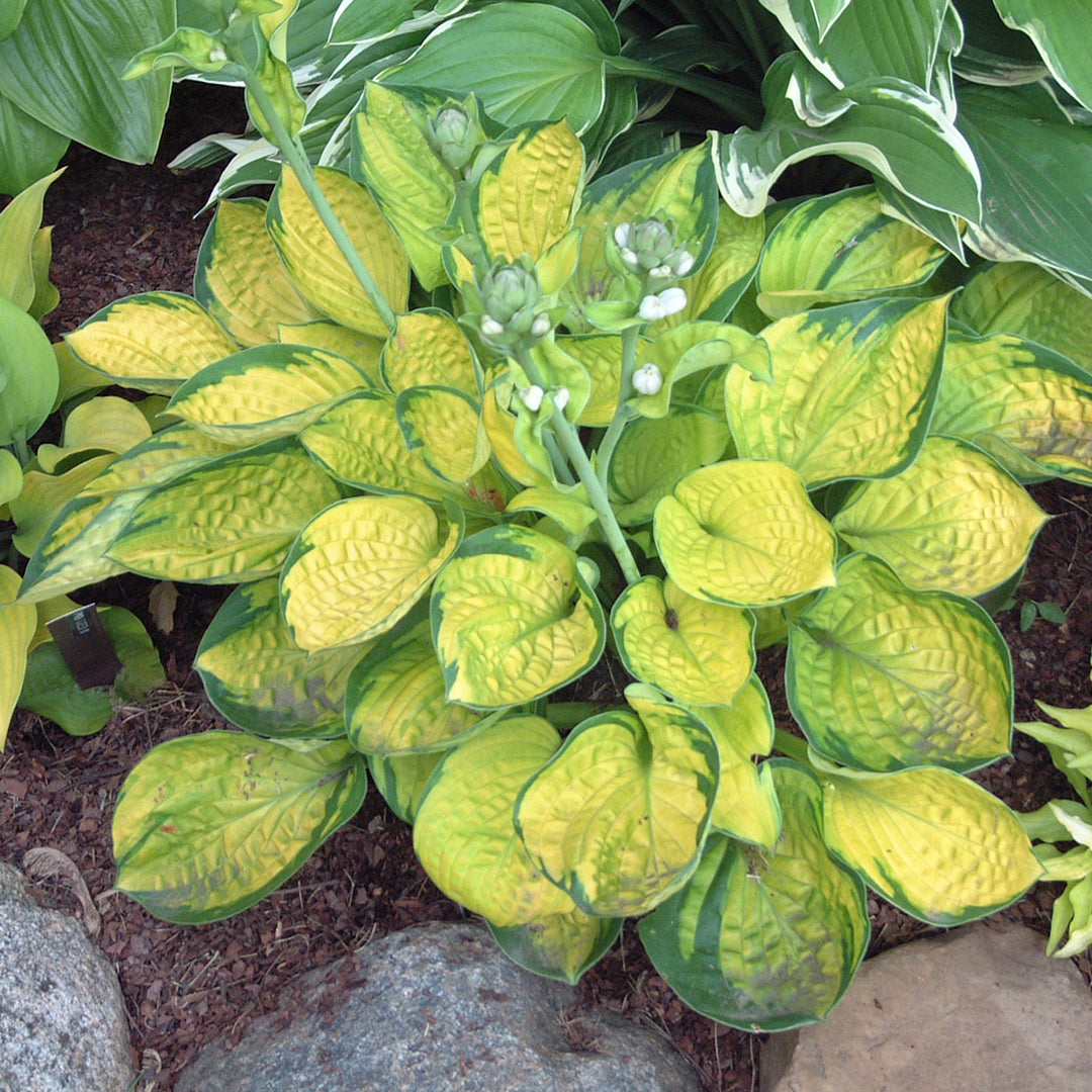 Hosta 'Rainforest Sunrise' Hosta, 1 Gallon Perennial