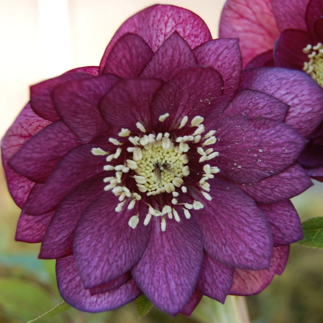 Helleborus 'Berry Swirl' Winter Jewels® Berry Swirl Hellebore, 1 Gallon Perennial