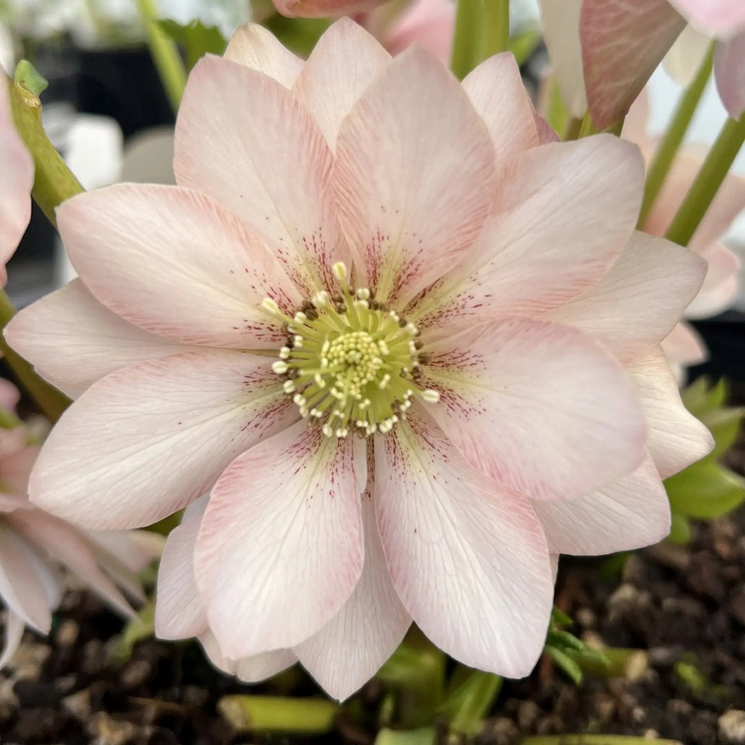 Helleborus 'Cotton Candy' Winter Jewels® Cotton Candy Hellebore, 1 Gallon Perennial