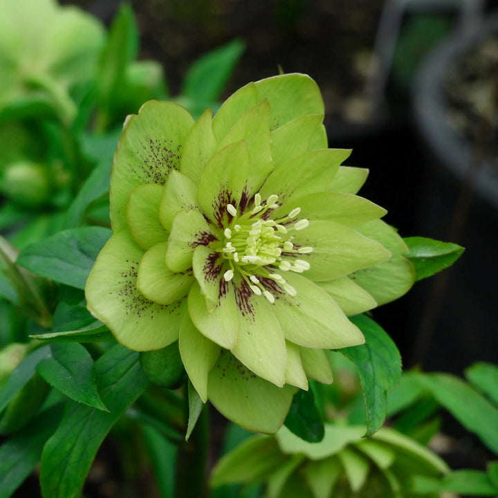Helleborus 'Jade Tiger' Winter Jewels® Jade Tiger Hellebore, 1 Gallon Perennial