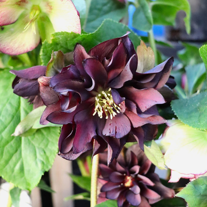 Helleborus x 'Winter Jewels Onyx Odyssey' Winter Jewels® Onyx Odyssey Hellebore, 1 Gallon Perennial