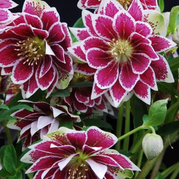 Helleborus 'Painted Doubles' Winter Jewels® Painted Doubles Hellebore, 1 Gallon Perennial