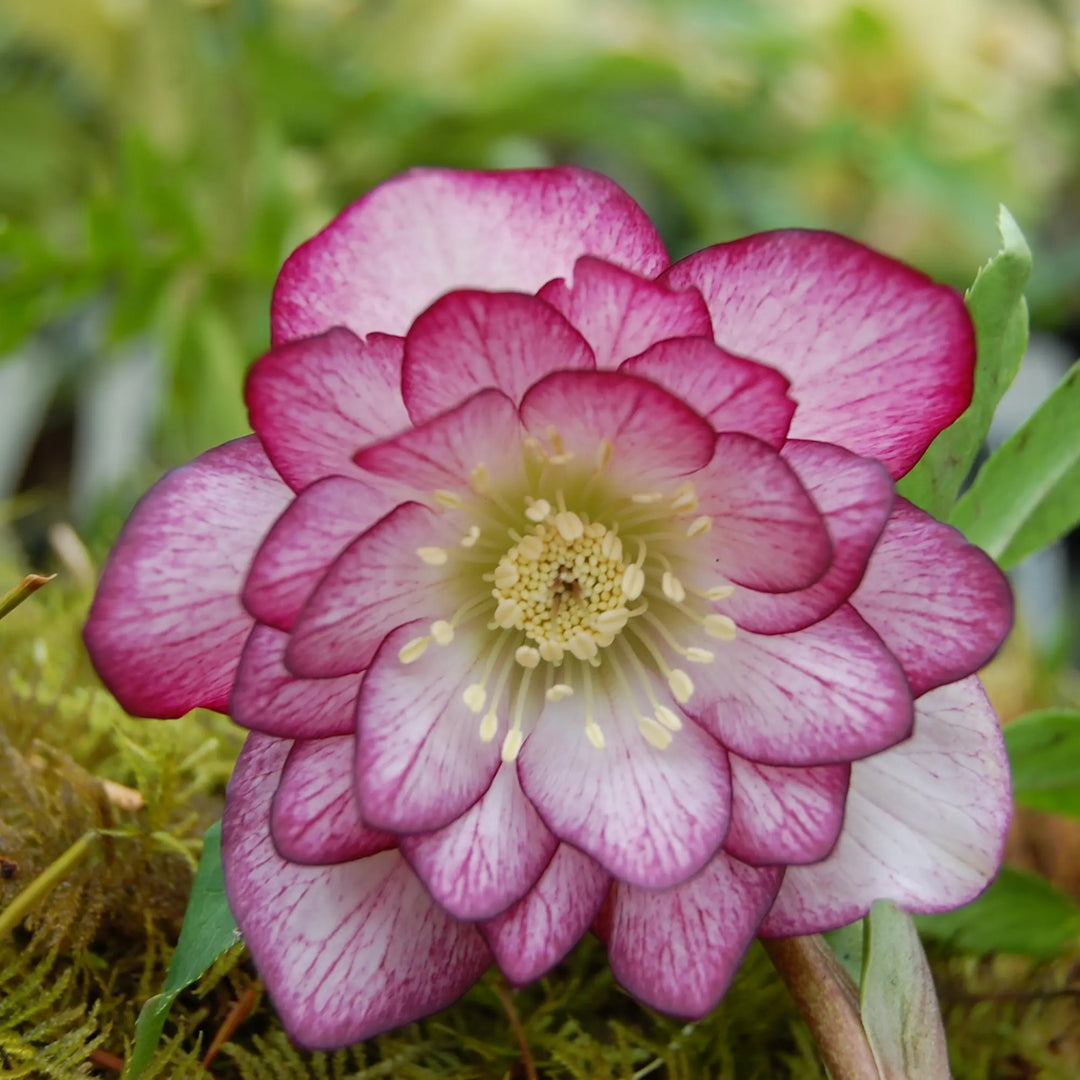 Helleborus 'Peppermint Ice' Winter Jewels® Peppermint Ice Hellebore, 1 Gallon Perennial