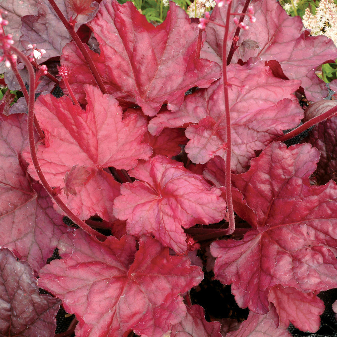 Heuchera 'Fire Chief' PP21880 Front & Center™ Fire Chief Coral Bells, 1 Gallon Perennial