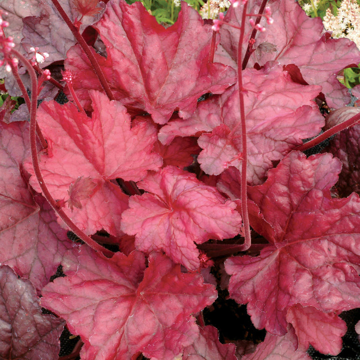 Heuchera 'Fire Chief' PP21880 Front & Center™ Fire Chief Coral Bells, 1 Gallon Perennial