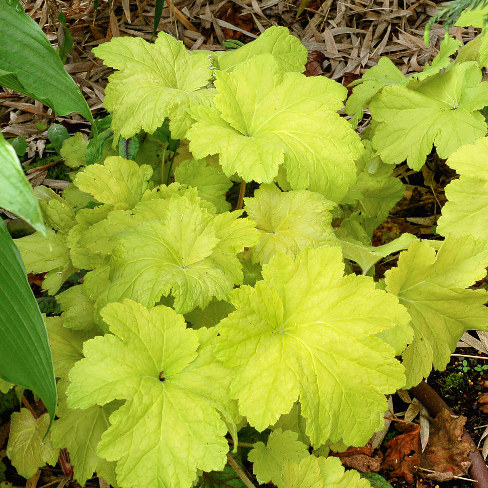 Heuchera 'Electric Lime' PP21872 Coral Bells, 1 Gallon Perennial