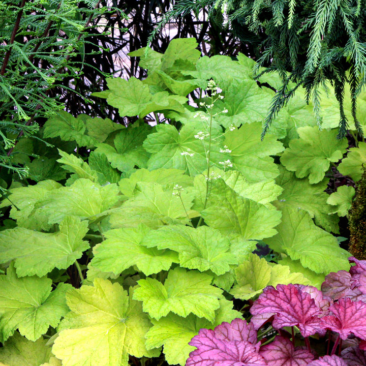 Heuchera 'Electric Lime' PP21872 Coral Bells, 1 Gallon Perennial