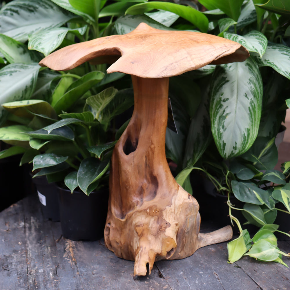 Teak Mushroom
