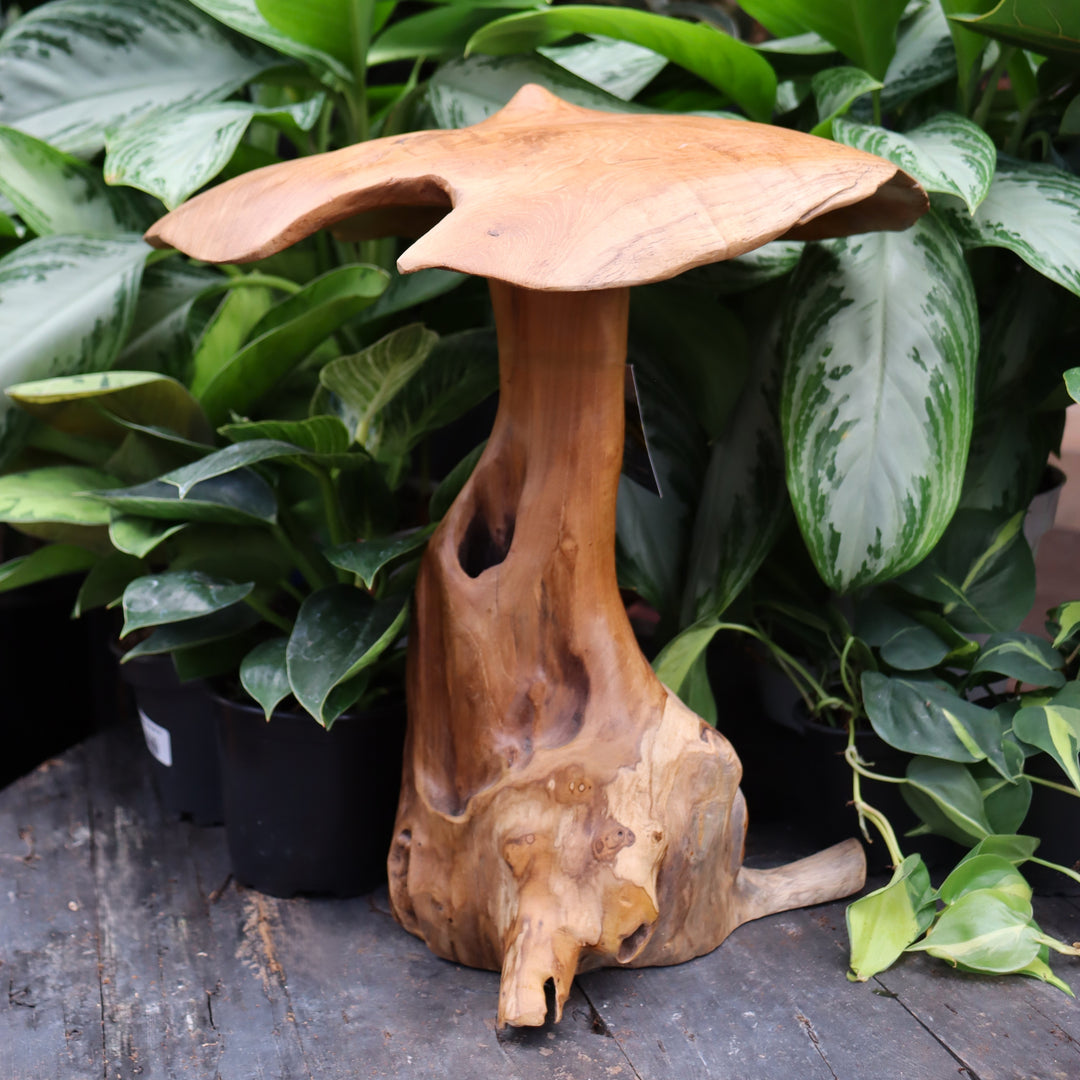 Teak Mushroom