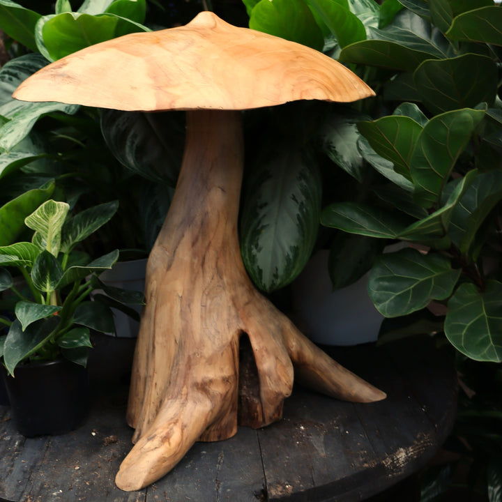 Teak Mushroom