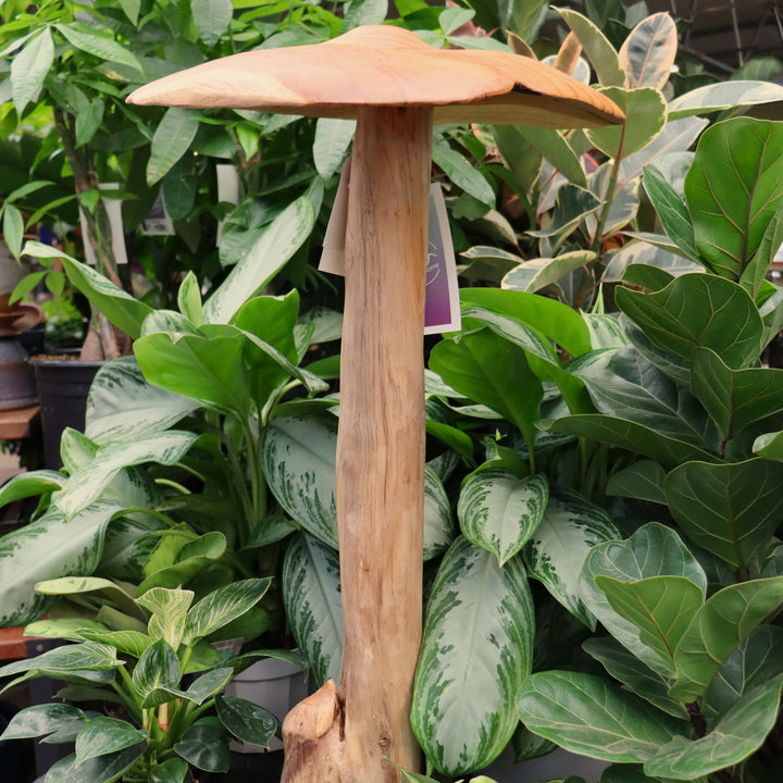 Teak Mushroom