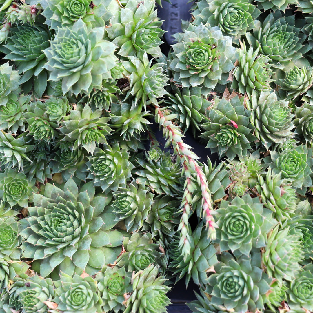 Sempervivum 'Carmen' Hens & Chicks, 4 Inch/Quart Perennial